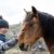 Un éleveur de l'Oregon s'efforce de réunir les chevaux sauvages avec leurs familles